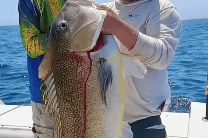 Two men on a boat holding a large fish against a blue sky backdrop.
