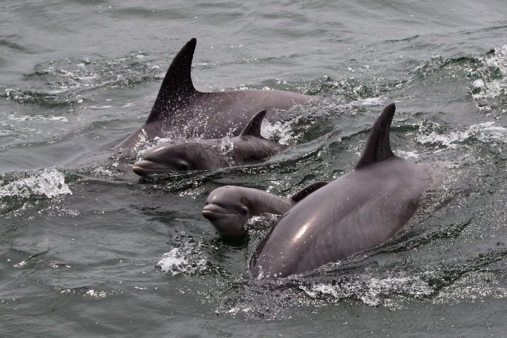 a dolphin jumping out of the water