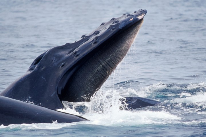a whale jumping out of the water