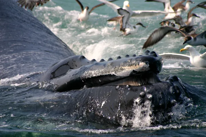 a flock of seagulls flying over a body of water